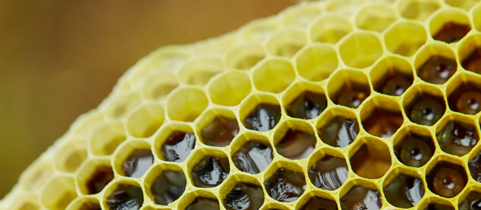 米团花黑蜜 抗氧修护精茭